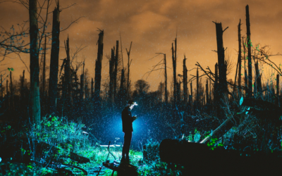 Arbre a abattre : ce que vous devez savoir