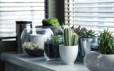 Comment pouvez-vous entretenir une plante en hiver?