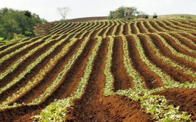 Decouvrez les differentes varietes de semences et plants a planter en janvier