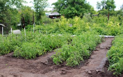 Comment optimiser son jardin?