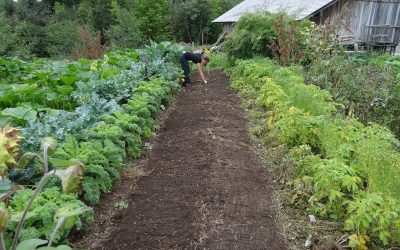 Prendre soin de potager régulièrement