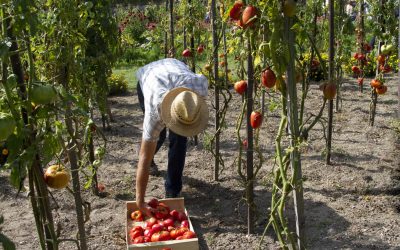 Comment préparer la plantation d’un potager ?